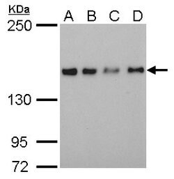 Invitrogen SAFB Monoclonal Antibody (6F7) 100 &mu;L; Unconjugated:Antibodies,