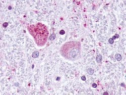 Invitrogen JAB1 Monoclonal Antibody (2A10.8) 100 &mu;L; Unconjugated:Antibodies,