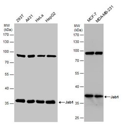 Invitrogen JAB1 Monoclonal Antibody (2A10.8) 100 &mu;L; Unconjugated:Antibodies,