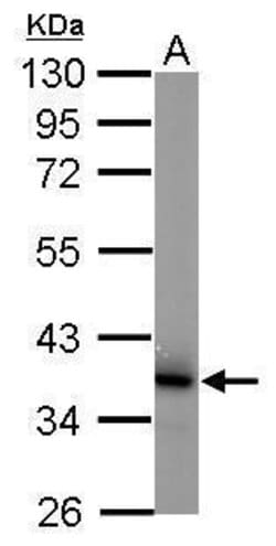Invitrogen JAB1 Monoclonal Antibody (2A10.8) 100 &mu;L; Unconjugated:Antibodies,