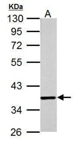 Invitrogen JAB1 Monoclonal Antibody (2A10.8) 100 &mu;L; Unconjugated:Antibodies,
