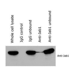 Invitrogen JAB1 Monoclonal Antibody (8H8.5) 100 &mu;L; Unconjugated:Antibodies,