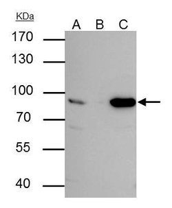 Invitrogen Nuclear Matrix Protein p84 Monoclonal Antibody (5E10) 100 &mu;L;