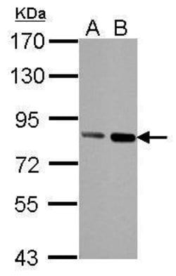 Invitrogen Nuclear Matrix Protein p84 Monoclonal Antibody (5E10) 100 &mu;L;
