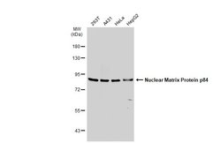 Invitrogen Nuclear Matrix Protein p84 Monoclonal Antibody (5E10) 100 &mu;L;