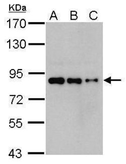 Invitrogen Nuclear Matrix Protein p84 Monoclonal Antibody (5E10) 100 &mu;L;