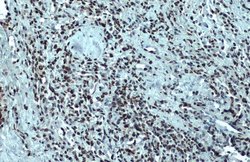Invitrogen Nuclear Matrix Protein p84 Monoclonal Antibody (5E10) 100 &mu;L;