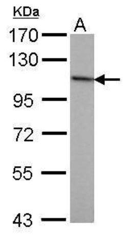 Invitrogen NBS1 Monoclonal Antibody (1C3) 100 &mu;L | Buy Online | Invitrogen&trade; | Fisher Scientific