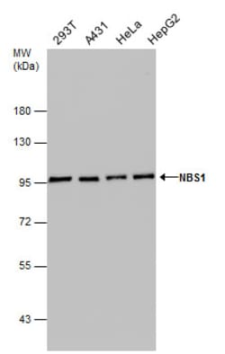 Invitrogen NBS1 Monoclonal Antibody (1C3) 100 &mu;L | Buy Online | Invitrogen&trade; | Fisher Scientific