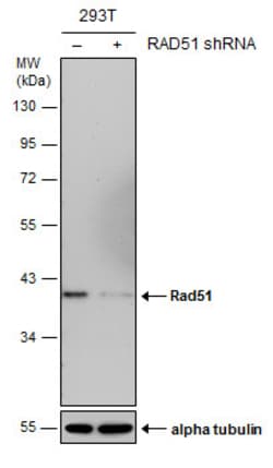 Invitrogen RAD51 Monoclonal Antibody (14B4) 100 &mu;L; Unconjugated:Antibodies,