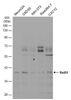 Invitrogen RAD51 Monoclonal Antibody (14B4) 100 &mu;L; Unconjugated:Antibodies,