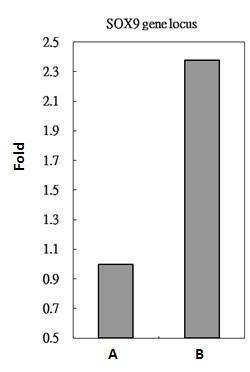 Invitrogen RbAp48 Monoclonal Antibody (11G10) 100 &mu;L; Unconjugated:Antibodies,