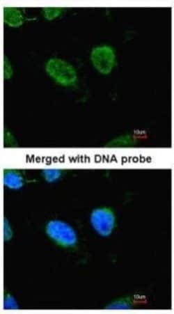 Invitrogen RbAp48 Monoclonal Antibody (11G10) 100 &mu;L; Unconjugated:Antibodies,