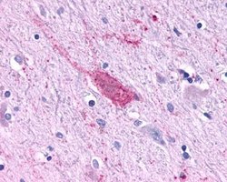 Invitrogen RbAp48 Monoclonal Antibody (11G10) 100 &mu;L; Unconjugated:Antibodies,