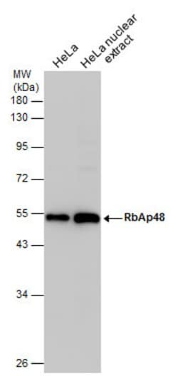 Invitrogen RbAp48 Monoclonal Antibody (11G10) 100 &mu;L; Unconjugated:Antibodies,