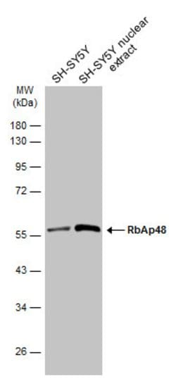 Invitrogen RbAp48 Monoclonal Antibody (11G10) 100 &mu;L; Unconjugated:Antibodies,