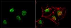 Invitrogen RbAp48 Monoclonal Antibody (13D10) 100 &mu;L; Unconjugated:Antibodies,