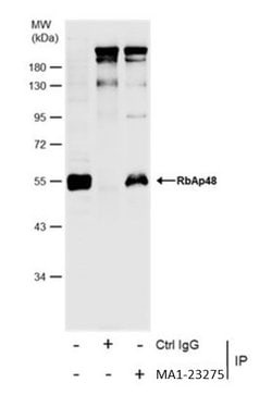Invitrogen RbAp48 Monoclonal Antibody (13D10) 100 &mu;L; Unconjugated:Antibodies,