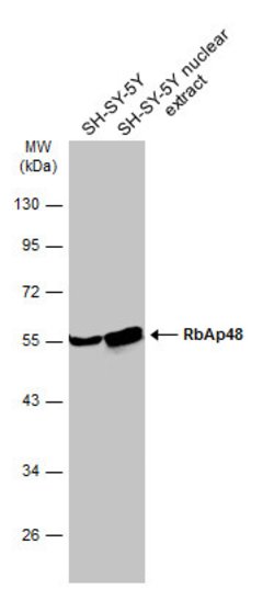 Invitrogen RbAp48 Monoclonal Antibody (13D10) 100 &mu;L; Unconjugated:Antibodies,