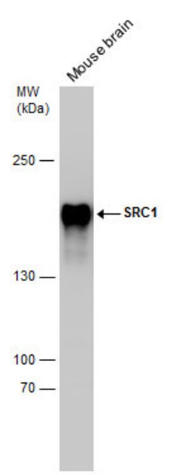 Invitrogen SRC1 Monoclonal Antibody (1135) 100 &mu;L; Unconjugated:Antibodies,