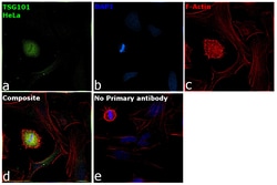 Invitrogen&trade;&nbsp;TSG101 Monoclonal Antibody (4A10)