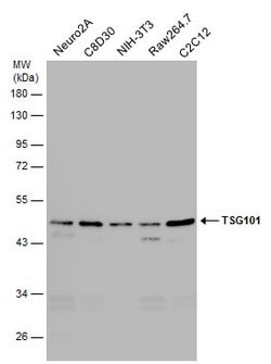 Invitrogen TSG101 Monoclonal Antibody (4A10) 100 &mu;L | Buy Online | Invitrogen&trade; | Fisher Scientific