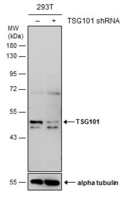 Invitrogen TSG101 Monoclonal Antibody (4A10) 100 &mu;L | Buy Online | Invitrogen&trade; | Fisher Scientific