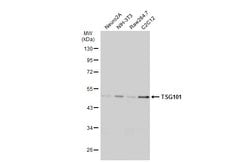 Invitrogen TSG101 Monoclonal Antibody (4A10) 100 &mu;L | Buy Online | Invitrogen&trade; | Fisher Scientific