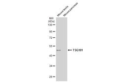 Invitrogen TSG101 Monoclonal Antibody (4A10) 100 &mu;L | Buy Online | Invitrogen&trade; | Fisher Scientific