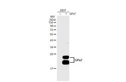 Invitrogen GPX7 Monoclonal Antibody (2704) 100 &mu;L; Unconjugated:Antibodies,