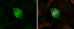 Invitrogen HEC1 Monoclonal Antibody (9G3.23) 100 &mu;L; Unconjugated:Antibodies,