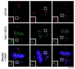 Invitrogen HEC1 Monoclonal Antibody (9G3.23) 100 &mu;L; Unconjugated:Antibodies,