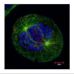 Invitrogen HEC1 Monoclonal Antibody (9G3.23) 100 &mu;L; Unconjugated:Antibodies,