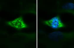 Invitrogen HEC1 Monoclonal Antibody (9G3.23) 100 &mu;L; Unconjugated:Antibodies,