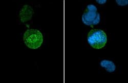 Invitrogen HEC1 Monoclonal Antibody (9G3.23) 100 &mu;L; Unconjugated:Antibodies,