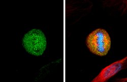 Invitrogen HEC1 Monoclonal Antibody (9G3.23) 100 &mu;L; Unconjugated:Antibodies,