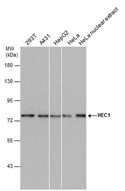 Invitrogen HEC1 Monoclonal Antibody (9G3.23) 100 &mu;L; Unconjugated:Antibodies,
