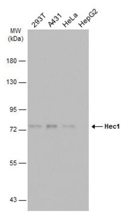 Invitrogen HEC1 Monoclonal Antibody (9G3.23) 100 &mu;L; Unconjugated:Antibodies,