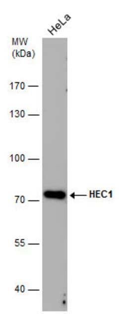 Invitrogen HEC1 Monoclonal Antibody (9G3.23) 100 &mu;L; Unconjugated:Antibodies,