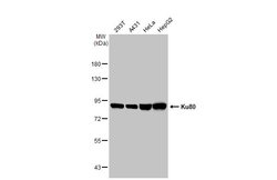 Invitrogen Ku80 Monoclonal Antibody (9403) 100 &mu;L; Unconjugated:Antibodies,