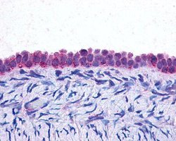 Invitrogen C/EBP beta Monoclonal Antibody (21A1) 100 &mu;L; Unconjugated:Antibodies,