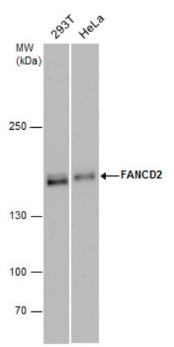 Invitrogen FANCD2 Monoclonal Antibody (103) 100 &mu;L; Unconjugated:Antibodies,