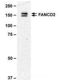 Invitrogen FANCD2 Monoclonal Antibody (103) 100 &mu;L; Unconjugated:Antibodies,
