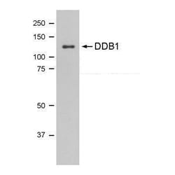 Invitrogen™ DDB1 Monoclonal Antibody (1322)