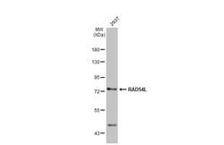 Invitrogen RAD54L Monoclonal Antibody (60.1) 100 &mu;L; Unconjugated:Antibodies,