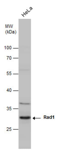 Invitrogen RAD1 Monoclonal Antibody (4126) 100 &mu;L; Unconjugated:Antibodies,