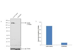 EGFR Monoclonal Antibody (F4), Invitrogen 100 &mu;g; Unconjugated:Antibodies,