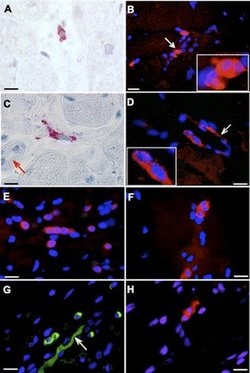 Invitrogen Tyrosine Hydroxylase Monoclonal Antibody (185) 50 &mu;L | Buy Online | Invitrogen&trade; | Fisher Scientific