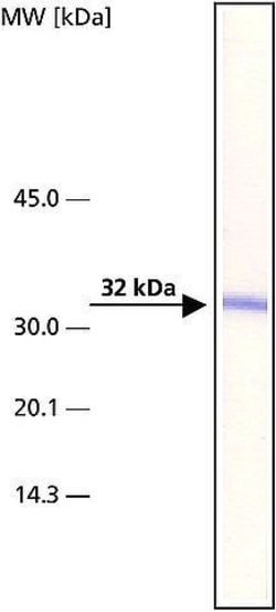 Invitrogen ARTS Monoclonal Antibody (ARTS51) 50 &mu;L; Unconjugated:Antibodies,