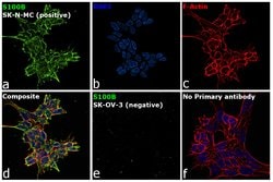 Invitrogen S100B Monoclonal Antibody (SH-B4) 100 &mu;L; Unconjugated:Antibodies,